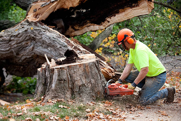 Trusted Sugar Creek, MO Tree Service Experts